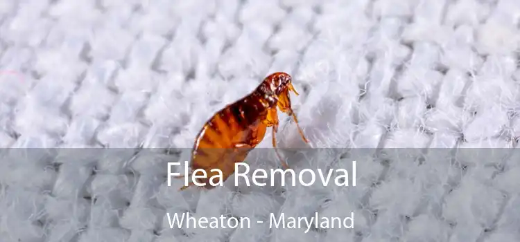 Flea Removal Wheaton - Maryland