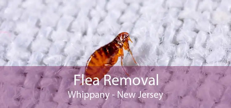 Flea Removal Whippany - New Jersey