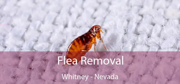 Flea Removal Whitney - Nevada