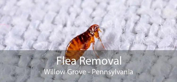 Flea Removal Willow Grove - Pennsylvania