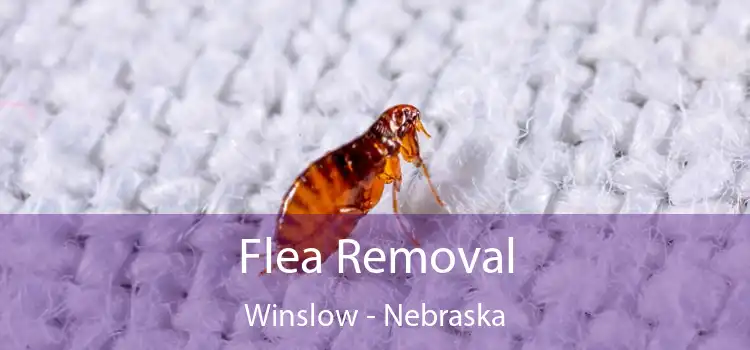 Flea Removal Winslow - Nebraska