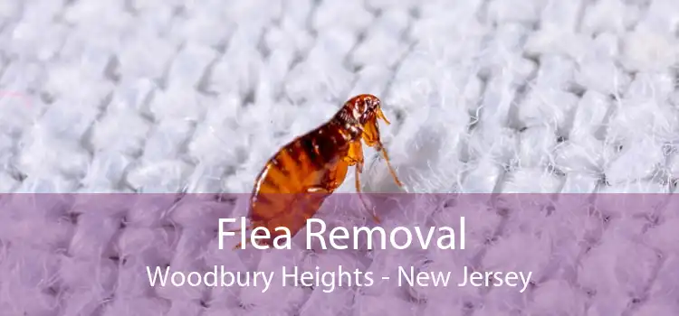 Flea Removal Woodbury Heights - New Jersey