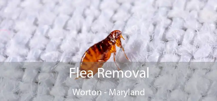 Flea Removal Worton - Maryland