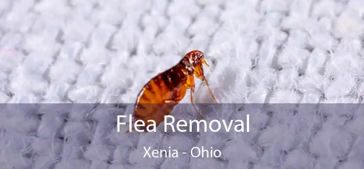 Flea Removal Xenia - Ohio