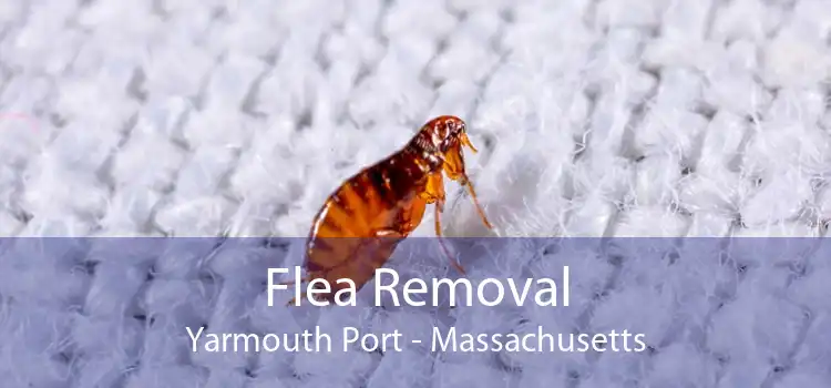 Flea Removal Yarmouth Port - Massachusetts
