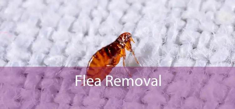 Flea Removal 