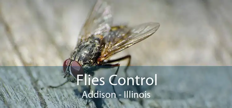 Flies Control Addison - Illinois