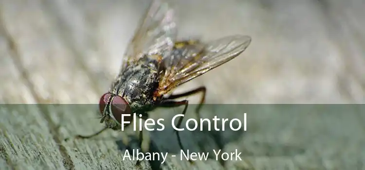 Flies Control Albany - New York