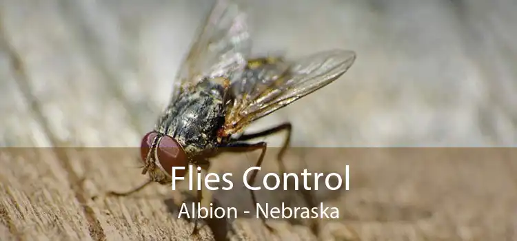 Flies Control Albion - Nebraska