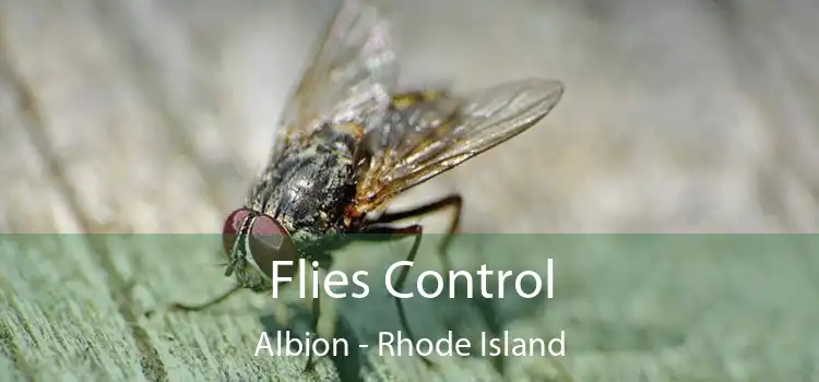 Flies Control Albion - Rhode Island