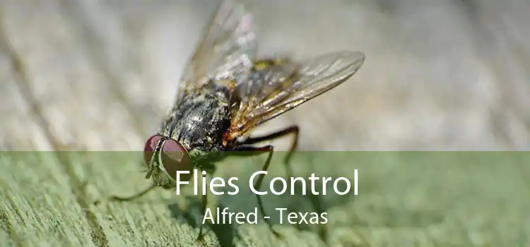 Flies Control Alfred - Texas
