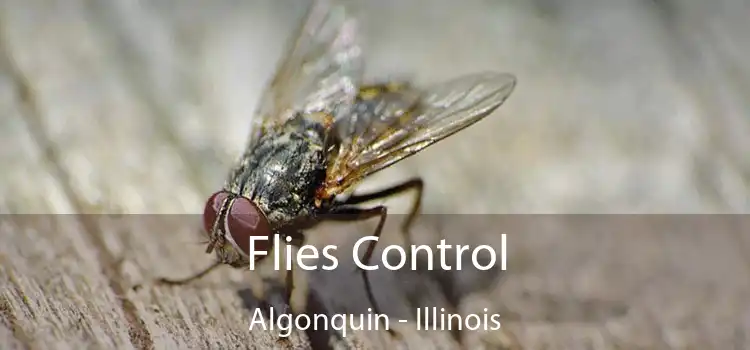 Flies Control Algonquin - Illinois