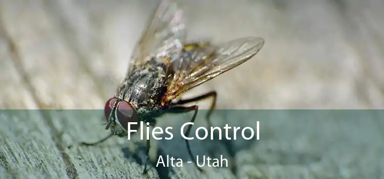 Flies Control Alta - Utah