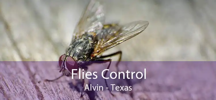 Flies Control Alvin - Texas