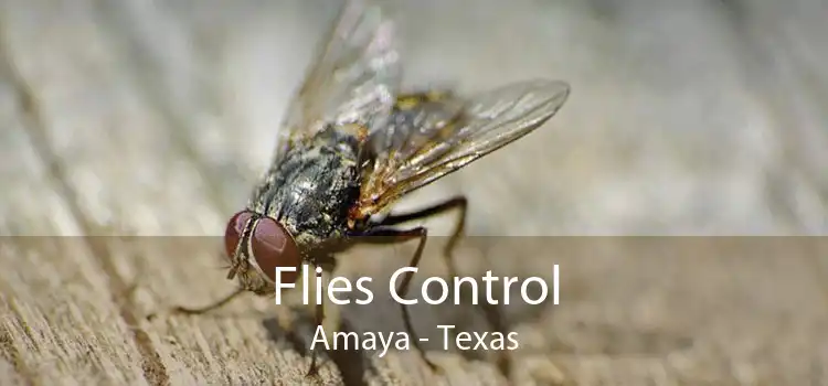 Flies Control Amaya - Texas