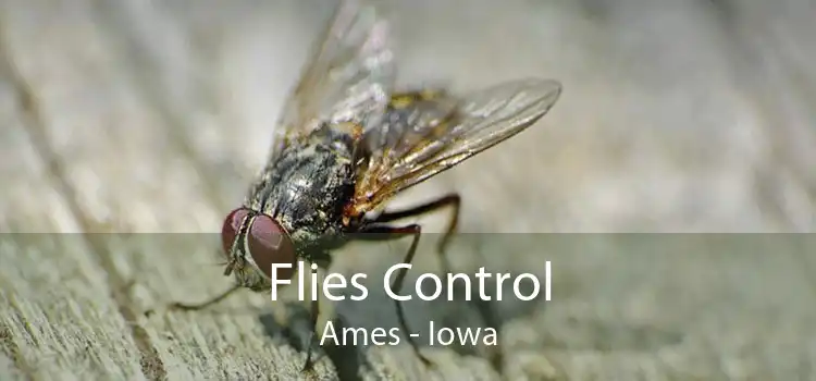 Flies Control Ames - Iowa