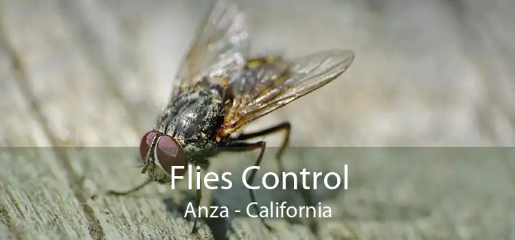 Flies Control Anza - California