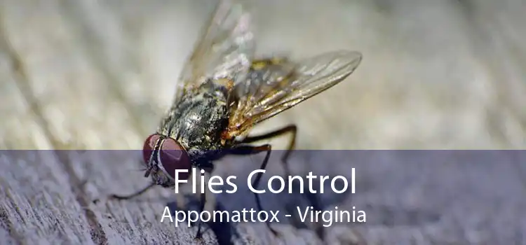 Flies Control Appomattox - Virginia