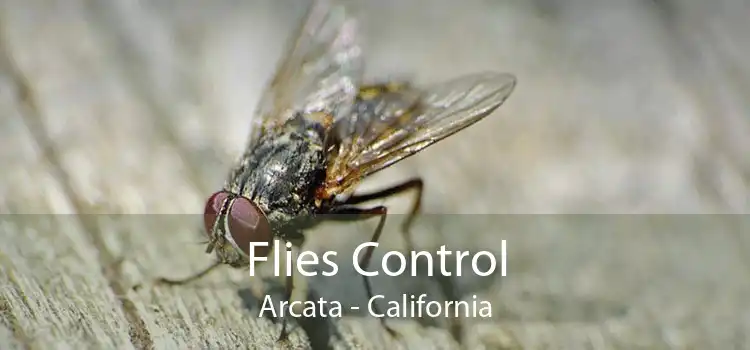 Flies Control Arcata - California