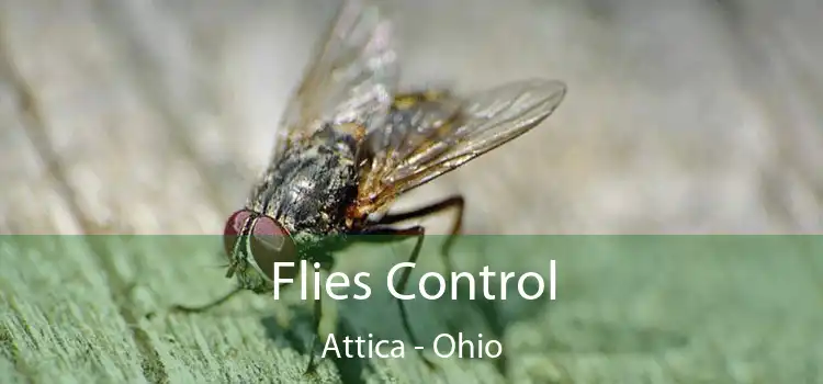 Flies Control Attica - Ohio