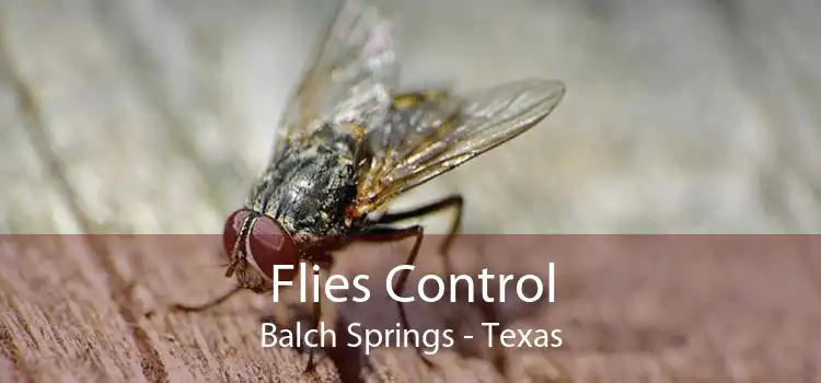 Flies Control Balch Springs - Texas
