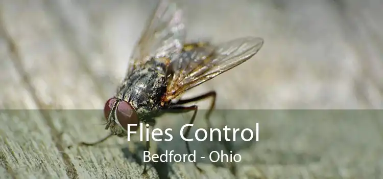 Flies Control Bedford - Ohio
