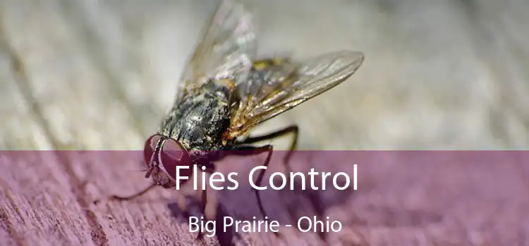 Flies Control Big Prairie - Ohio