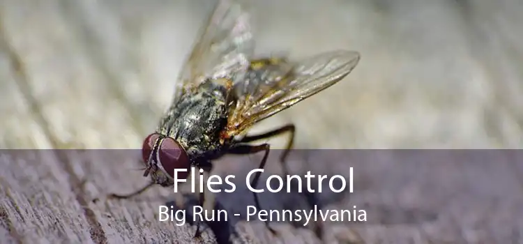 Flies Control Big Run - Pennsylvania