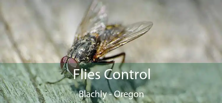 Flies Control Blachly - Oregon