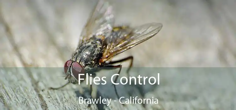 Flies Control Brawley - California