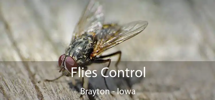 Flies Control Brayton - Iowa