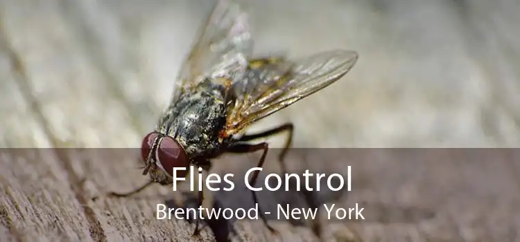 Flies Control Brentwood - New York
