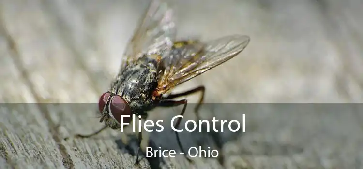 Flies Control Brice - Ohio