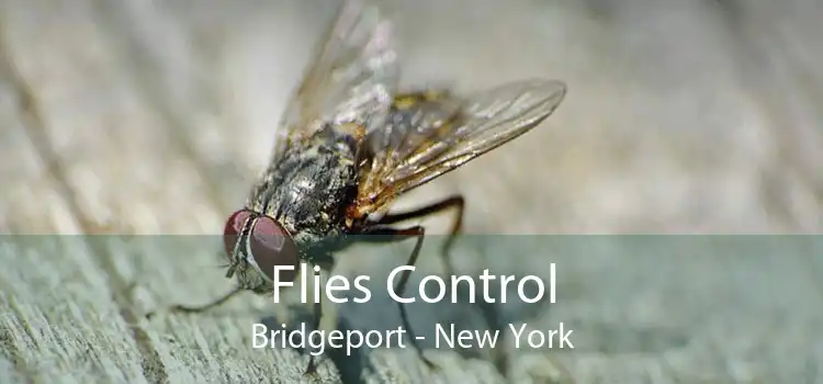 Flies Control Bridgeport - New York