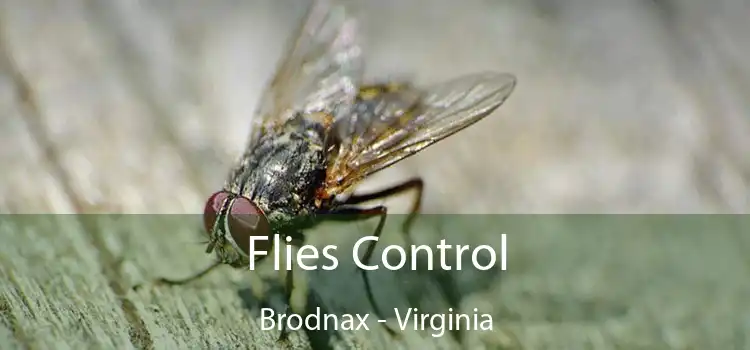 Flies Control Brodnax - Virginia