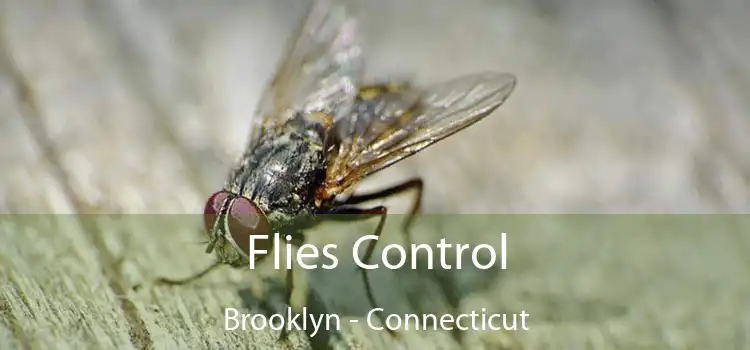 Flies Control Brooklyn - Connecticut