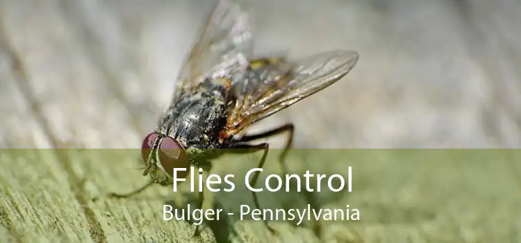 Flies Control Bulger - Pennsylvania