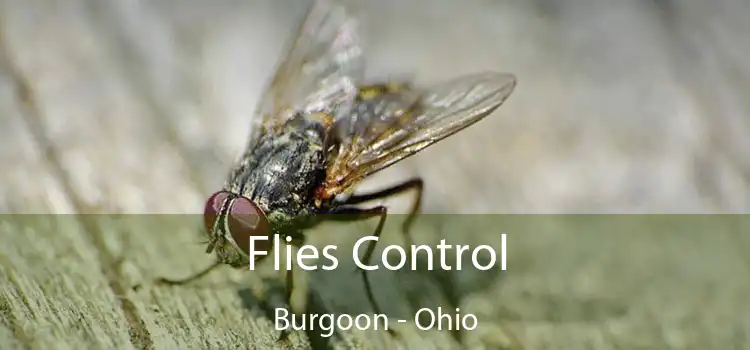 Flies Control Burgoon - Ohio