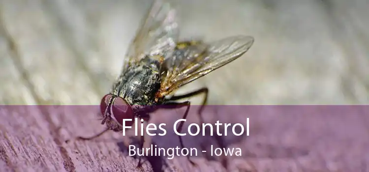 Flies Control Burlington - Iowa