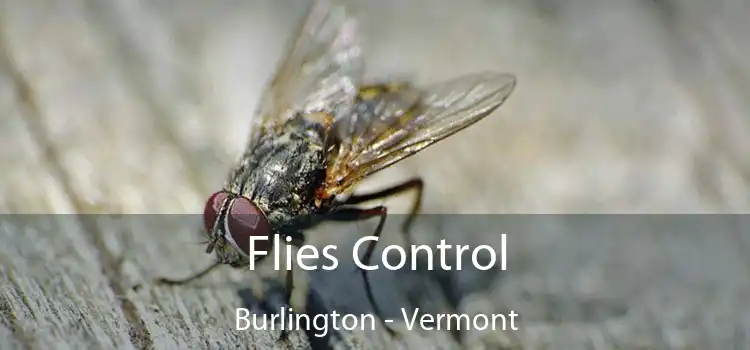 Flies Control Burlington - Vermont