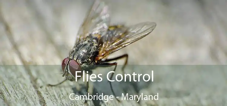 Flies Control Cambridge - Maryland