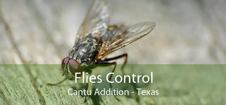 Flies Control Cantu Addition - Texas