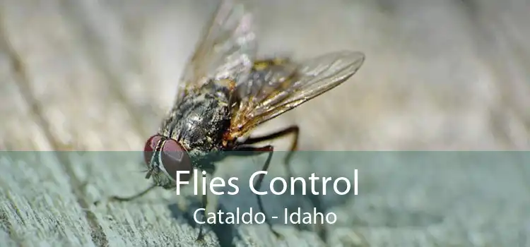 Flies Control Cataldo - Idaho
