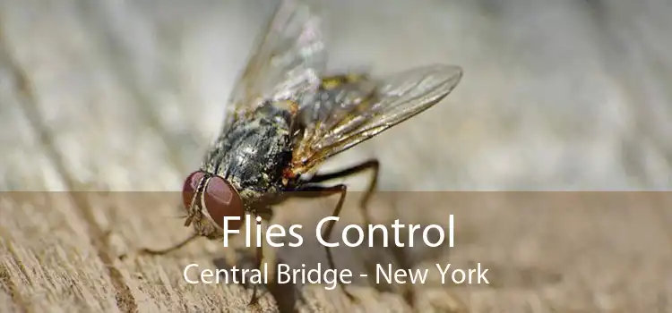 Flies Control Central Bridge - New York