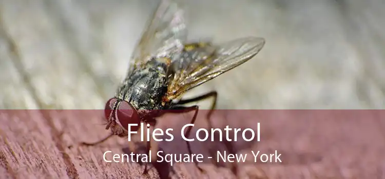 Flies Control Central Square - New York