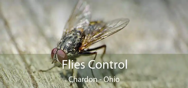 Flies Control Chardon - Ohio