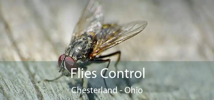 Flies Control Chesterland - Ohio