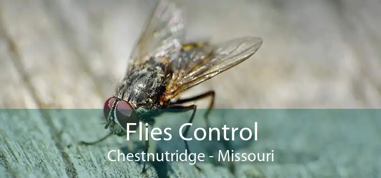 Flies Control Chestnutridge - Missouri