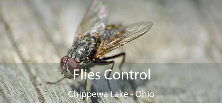 Flies Control Chippewa Lake - Ohio