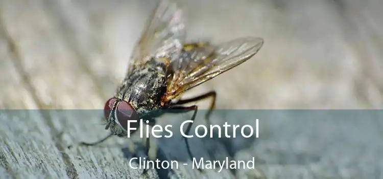 Flies Control Clinton - Maryland